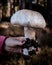 Vertical shot of a person holding a fresh Agaricus bisporus in a forest with a blurry background