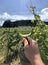 Vertical shot of a person holding a glass of white wine in the sunny vineyards