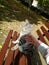 Vertical shot of a person petting a grey striped cat on a wooden bench in a park under the sunlight