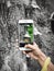 Vertical shot of a person\'s hand holding a smartphone and taking a shot of tree fungus