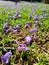 Vertical shot of petals of black poui tree blossoms covering the grassy ground