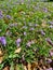 Vertical shot of petals of black poui tree blossoms on the grassy ground