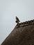 Vertical shot of a Pigeon (Columbidae) sitting on a mossy detailed rooftop on a cloudy day