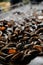 Vertical shot of a pile of tasty oysters being cooked in a kitchen