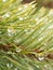 Vertical shot of pine branches covered in raindrops in a forest under the sunlight