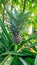 Vertical shot of a pineapple on plant