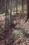 Vertical shot of a Pinetree forest with dried leaves in the ground