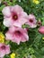 Vertical shot of pink allamanda flowers