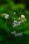 Vertical shot of pink Erigeron acer flowers in a field