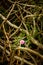 Vertical shot of the pink flower growing in the fallen twigs on the grounds