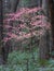 Vertical shot of a pink flowering dogwood (Cornus florida) in the forest