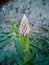 Vertical shot of a pink lupin flower