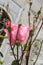 Vertical shot of a pink rose and buds under the sunlight with a blurry background