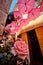 Vertical shot of pink rose under umbrellas in a street of Grasse, France