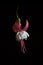 Vertical shot of a pink and white fuchsia flower is captured in a high contrast black background.