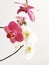 Vertical shot of pink and white phalaenopsis orchids on white background