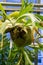 Vertical shot of a plant called two-forked antler fern