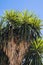 Vertical shot of plants from the agave species under the blue sky