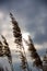 Vertical shot of plants swaying in the wind on a cloudy day