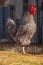 Vertical shot of a Plymouth Rock chicken under sunlight standing on a dry grass against a gray wall