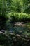Vertical shot of a pond with ferns n the middle of the woods