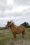 Vertical shot of a poney standing under a cloudy sky