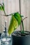 Vertical shot of a potted Heartleaf philodendron plant inside a house