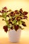 Vertical shot of a potted painted nettle plant isolated on a bright yellow background