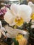 Vertical shot of a potted white moth orchid under the sunlight with a blurry background