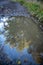 Vertical shot of a puddle reflecting a high green tree under the blue sky