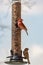 Vertical shot of purple finches perched on a bird feeder outdoors with a blurry backgrou