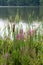 Vertical shot of the purple flowers, cattails, and bulrushes on the shore of a lake