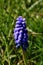 Vertical shot of a purple grape hyacinth plant with a blurred background