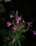 Vertical shot of purple Hairy willowherb flowers in a blurred background