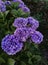 Vertical shot of purple Hydrangeas