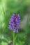 Vertical shot of purple Southern marsh-orchid flower on blur green background