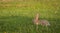 Vertical shot of a Rabbit - Bunny at Fain Park in Prescott Valley Arizona eating dandelions