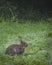 Vertical shot a rabbit sitting on the grass in a field captured on a sunny day