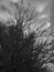 Vertical shot of a rainy cloudscape over a leafless tree branches