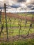 Vertical shot of a rainy cloudscape over rows of a dry vineyard in the winter, Germany, Frankenblick