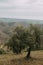 Vertical shot of a range of trees in a grassy field with high rocky mountains in the background