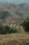 Vertical shot of a range of trees in a grassy field with high rocky mountains in the background