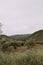 Vertical shot of a range of trees in a grassy field with high rocky mountains in the background