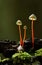 Vertical shot of a rare mushroom-Mycena crocata growing in the forest