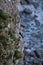 Vertical shot of a razor-billed auk perched on the tree