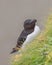 Vertical shot of a Razorbill bird settled in the grass