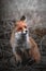 Vertical shot of a red fox sitting in a field with an alert expression in colorsplash
