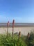 Vertical shot of Red hot poker growing on Morecambe Bay in Cumbria, England on a sunny day