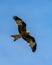 Vertical shot of a red kite bird soaring in the sky during daytime