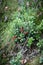 Vertical shot of red lingonberries on a shrub in the woods